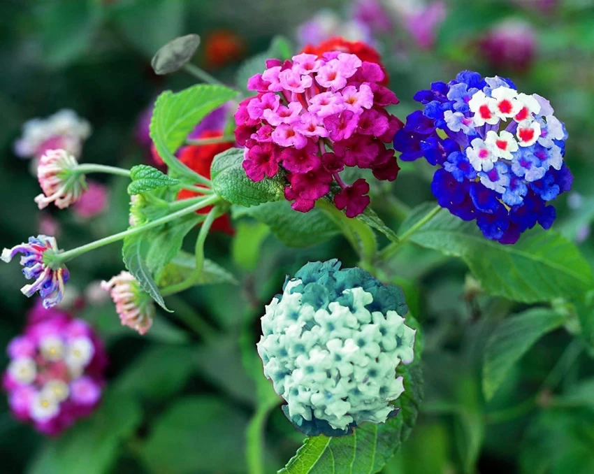 Lantana Camara Plant