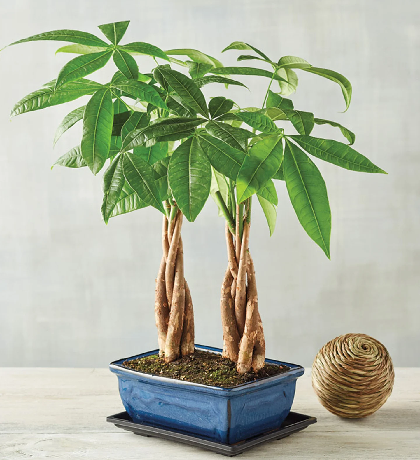 The Marvelous Money Tree: A Guide to Growing and Caring for Pachira Aquatica