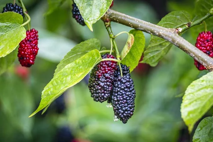 Mulberry Tree