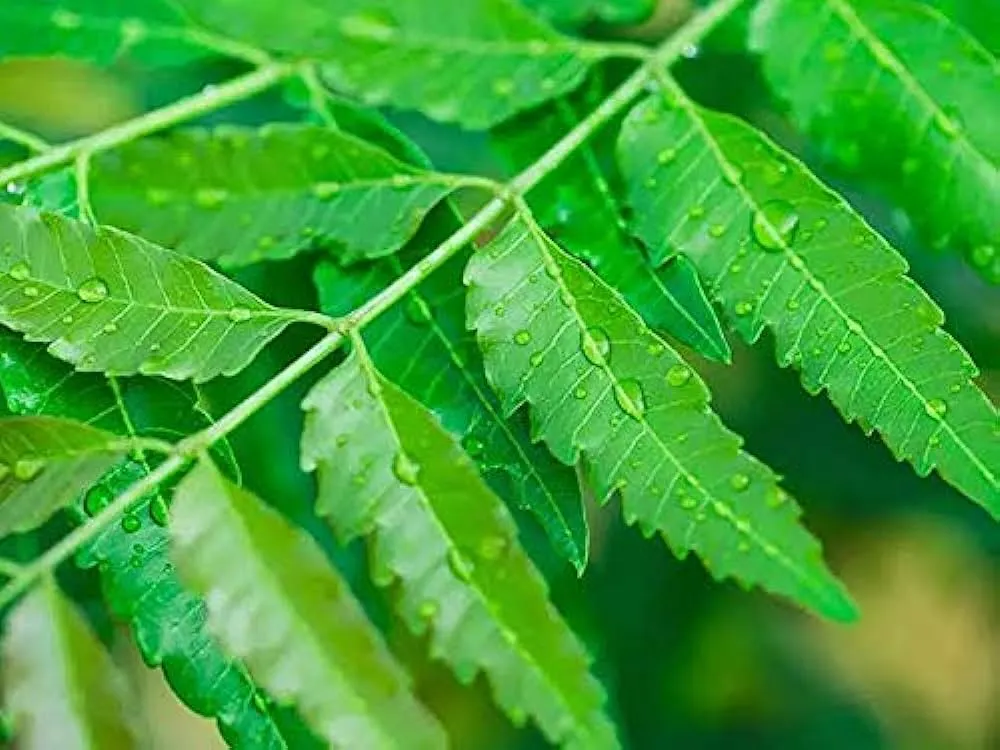 Neem benefits