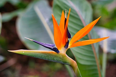 Bird of Paradise Care