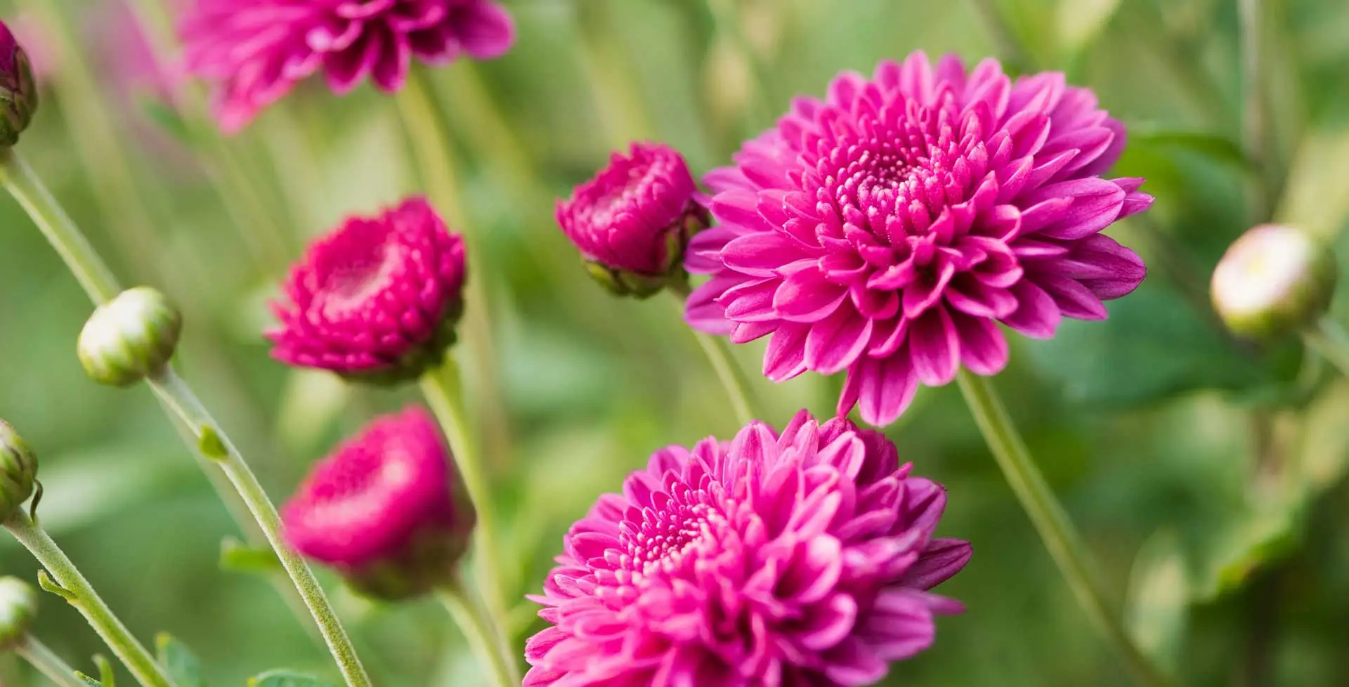 Caring for Chrysanthemums