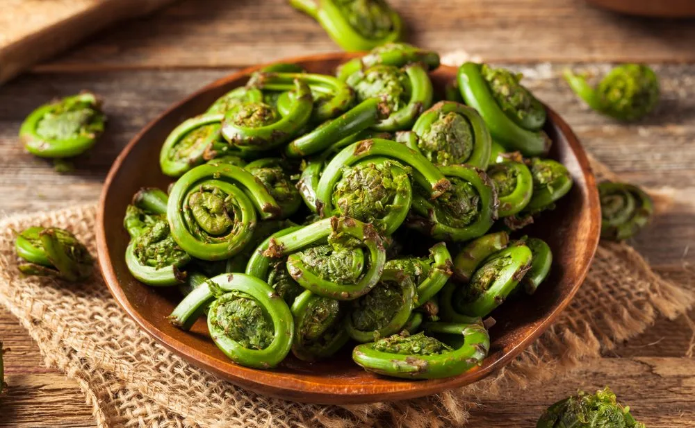 Fiddlehead Ferns