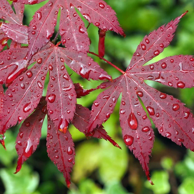 japanese maple bloodgood