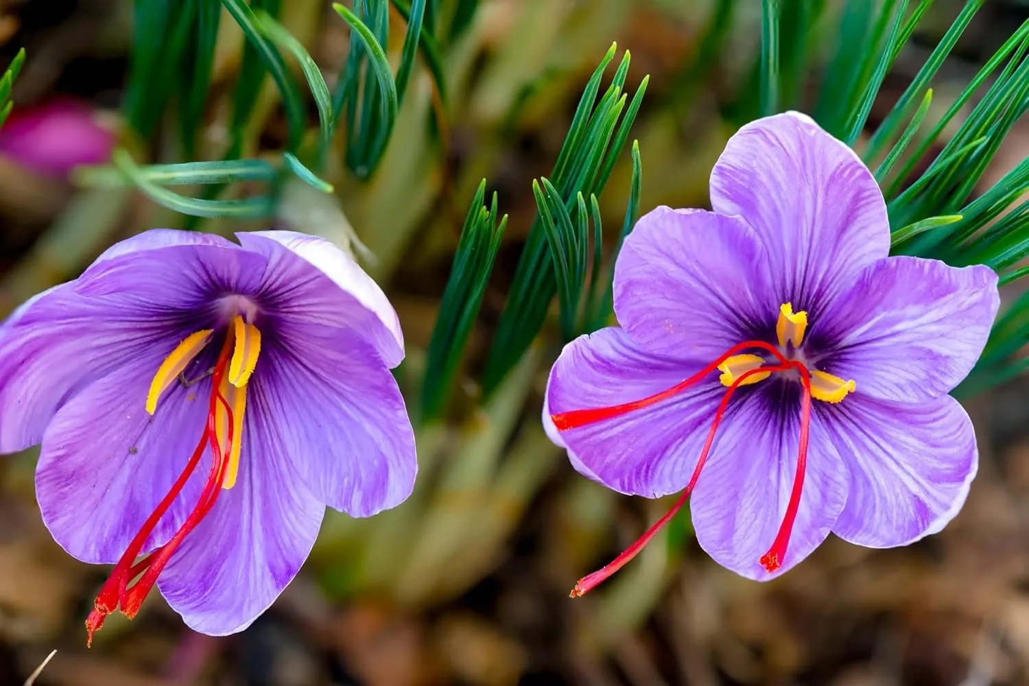 saffron crocus flower