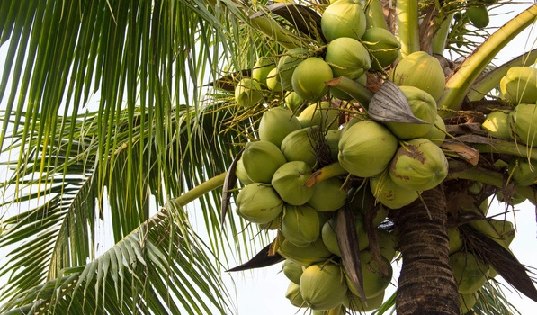 Coconut Palm Tree