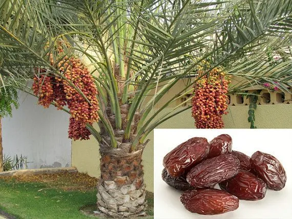 Date Palm Tree