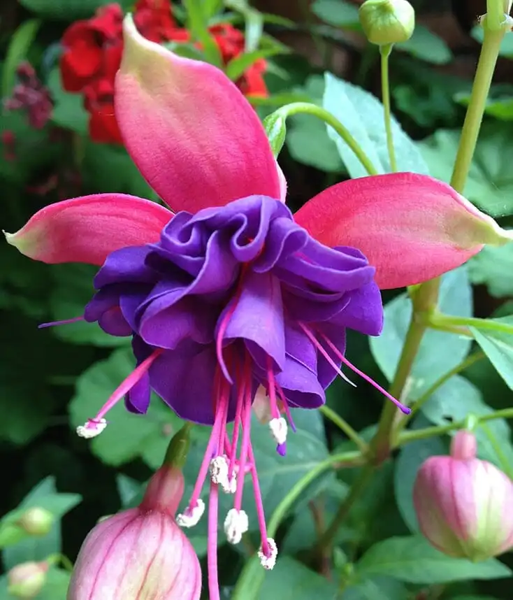 Fuchsia flower