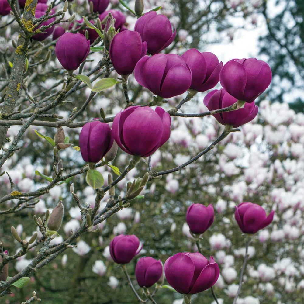 Magnolia Trees