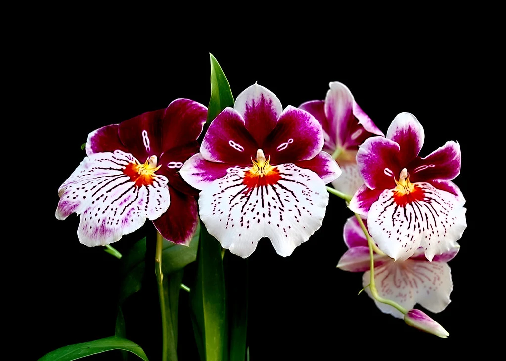 Orchid Flower