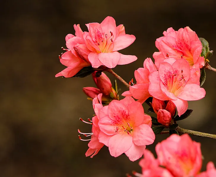 Azalea Flower