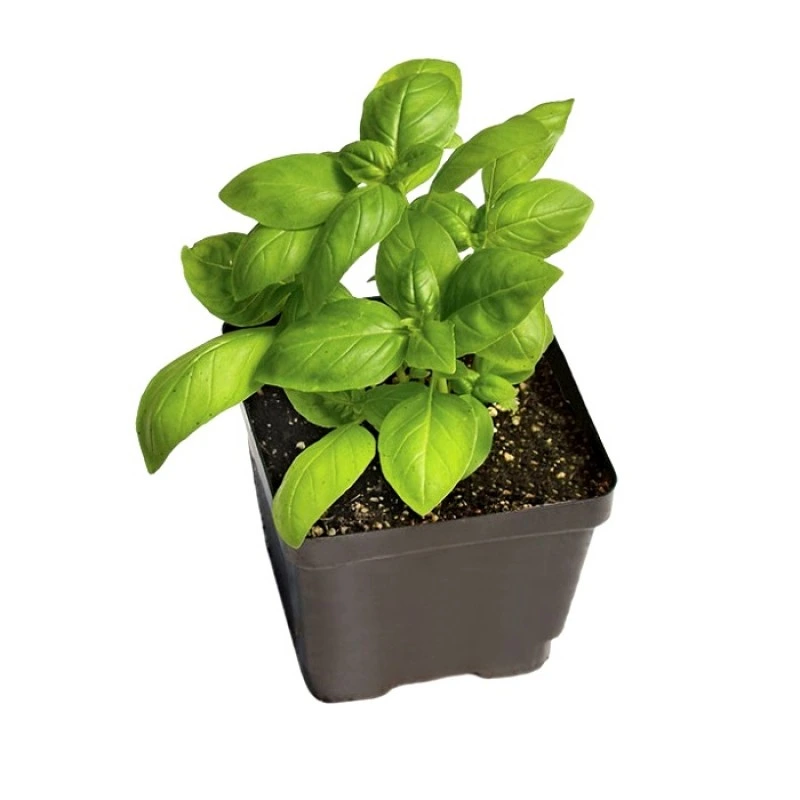 Basil Vegetable