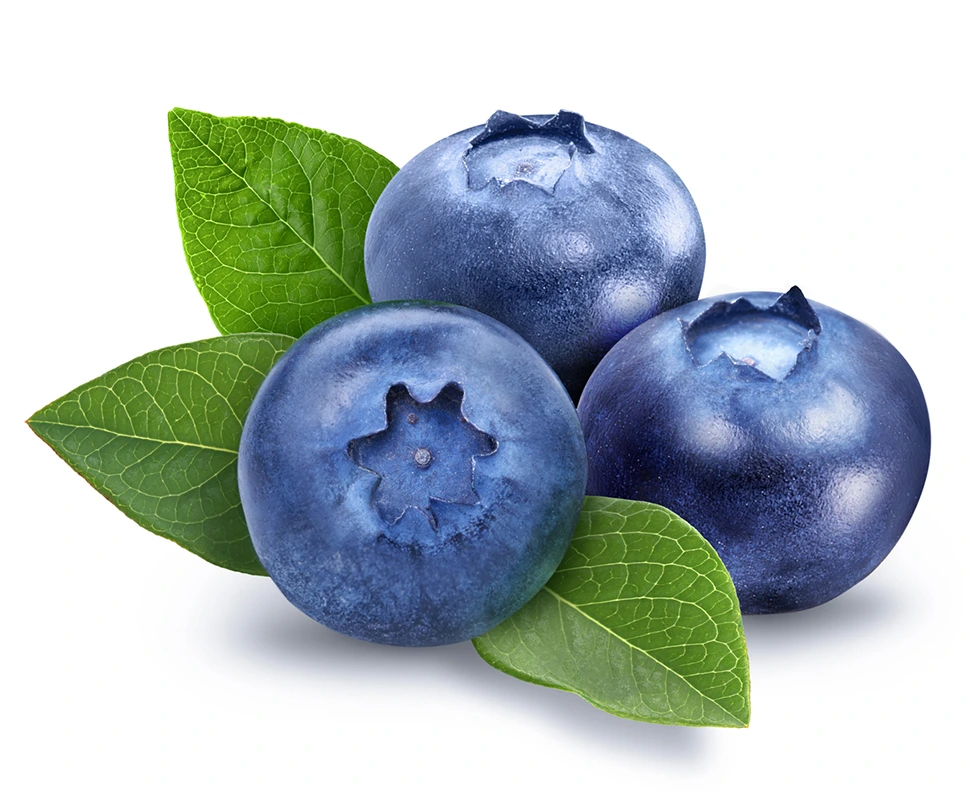 Blueberry Fruit