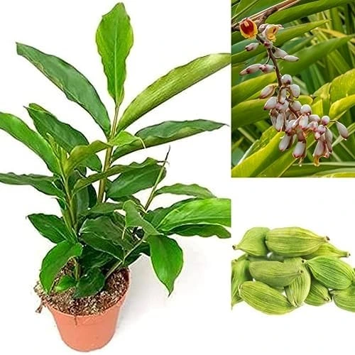 Cardamom Plant