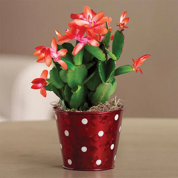 Christmas Cactus