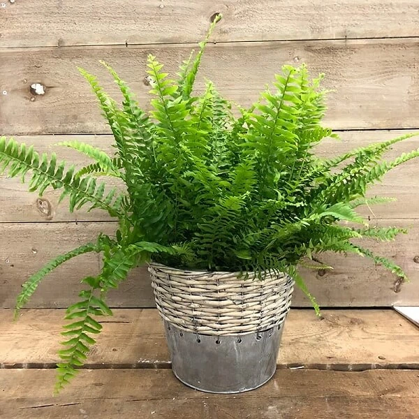 Fern Nephrolepis exaltata