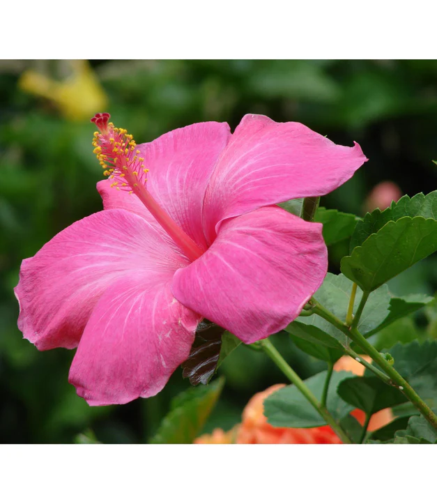 Hibiscus flower