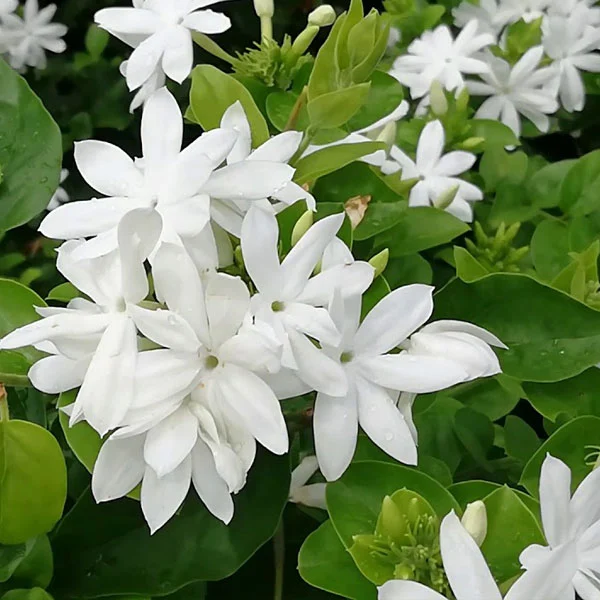 Jasmine Flower