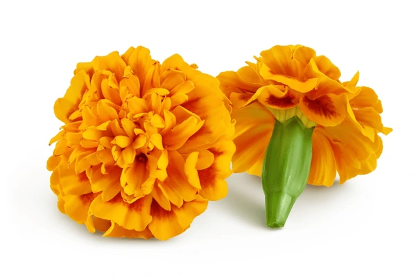 Marigold Flower