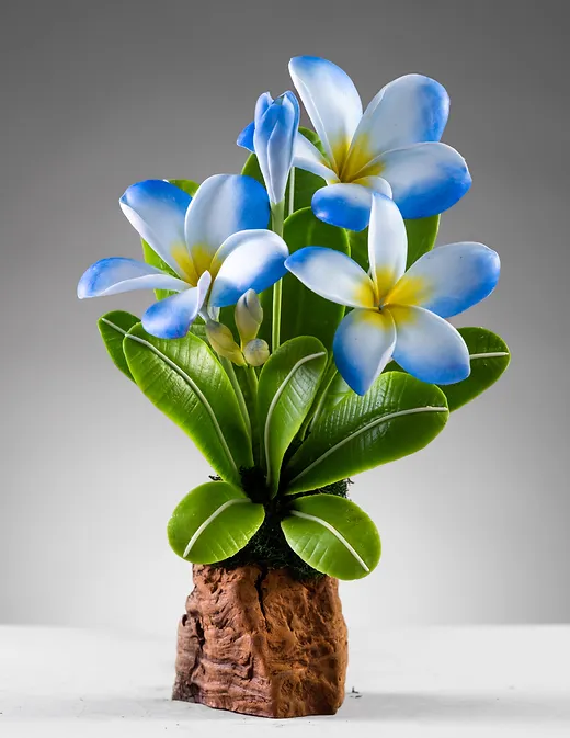 Plumeria Flower