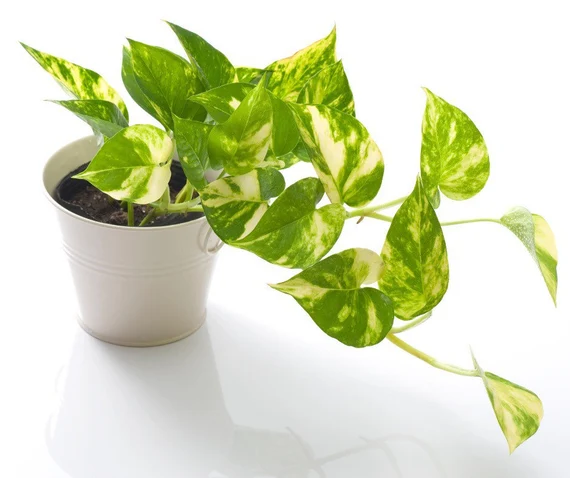 Pothos Plant