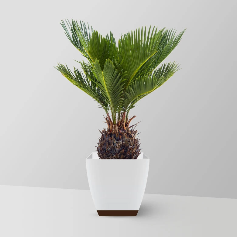 Sago Palm