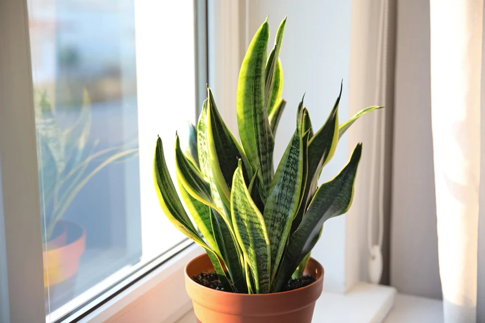 Snake Plants