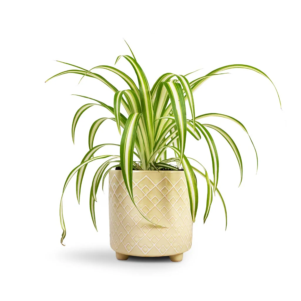 Spider Plant