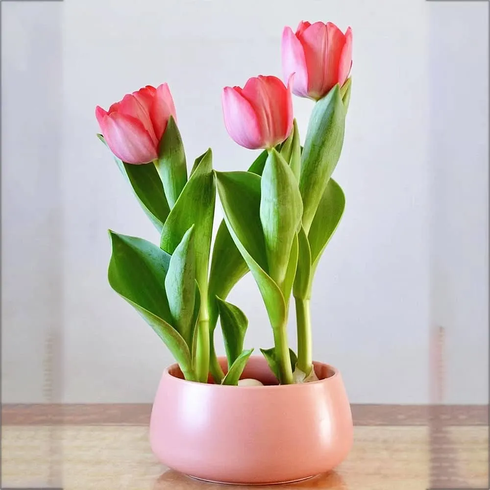 Tulip Plant