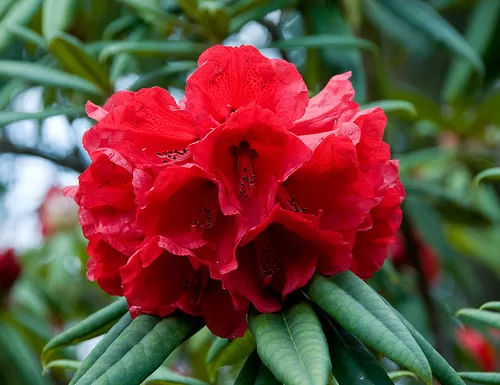 Rhododendron Flower