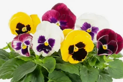 Pansy Plant