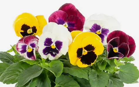 Pansy Plant