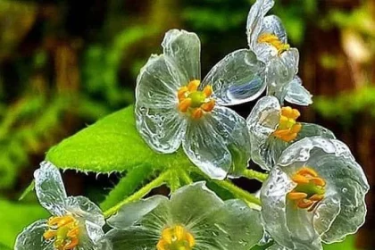 Skeleton Flower