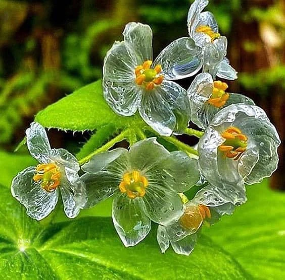 Skeleton Flower