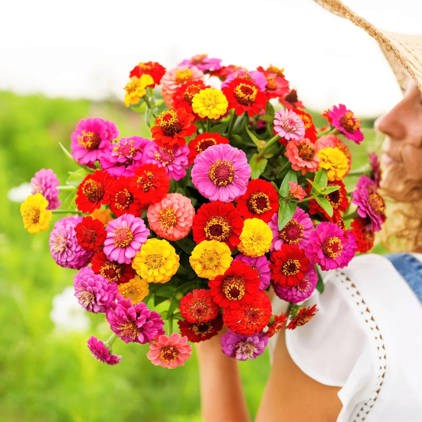 Zinnia Flower