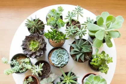 Succulent Plant